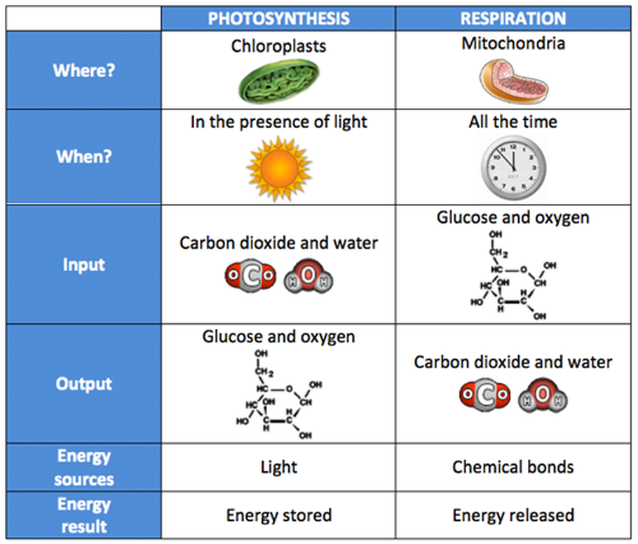 Photosynthesis Cellular Respiration And Fermentation Worksheet Answer Key